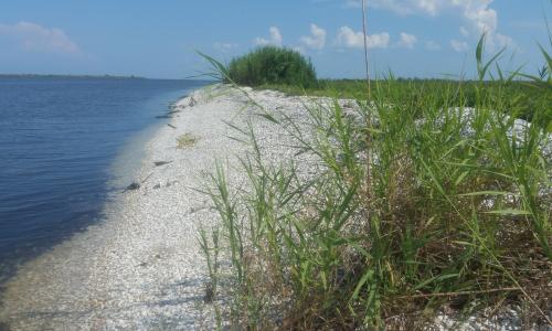 A stretch of shoreline in Lousiana