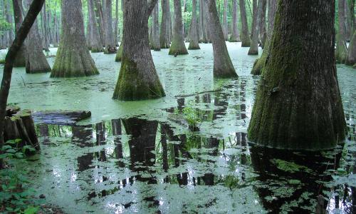 Pearl River backwater in Mississippi.